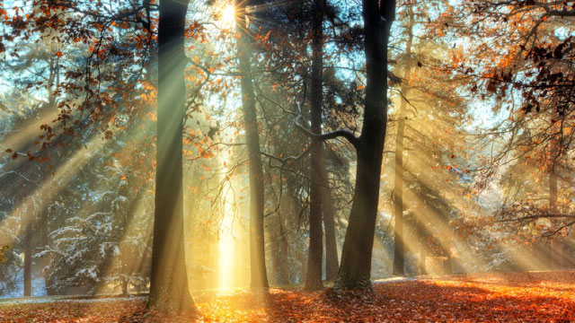 Rays of sunshine flowing through forest trees